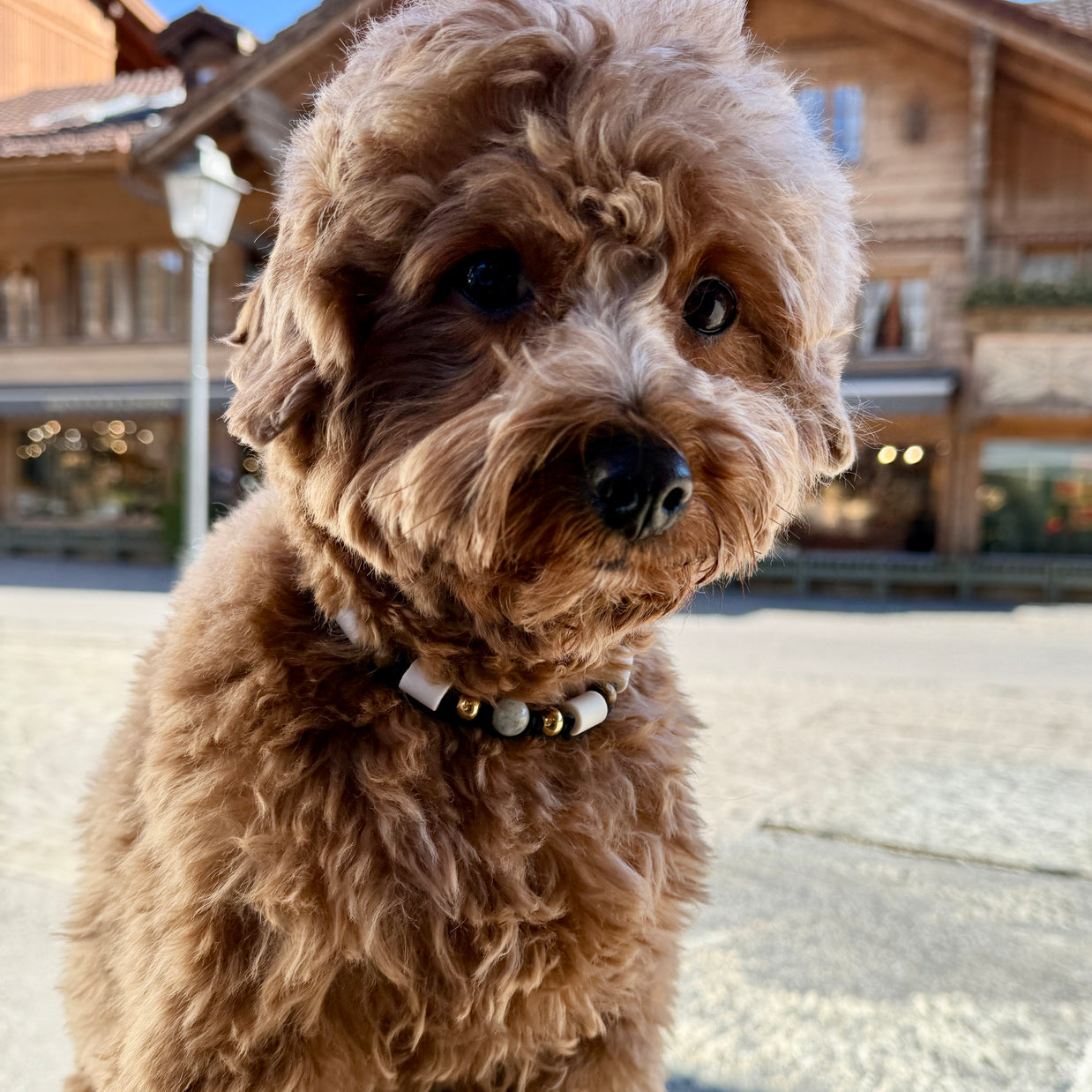 Labradorite EM Ceramic Collar