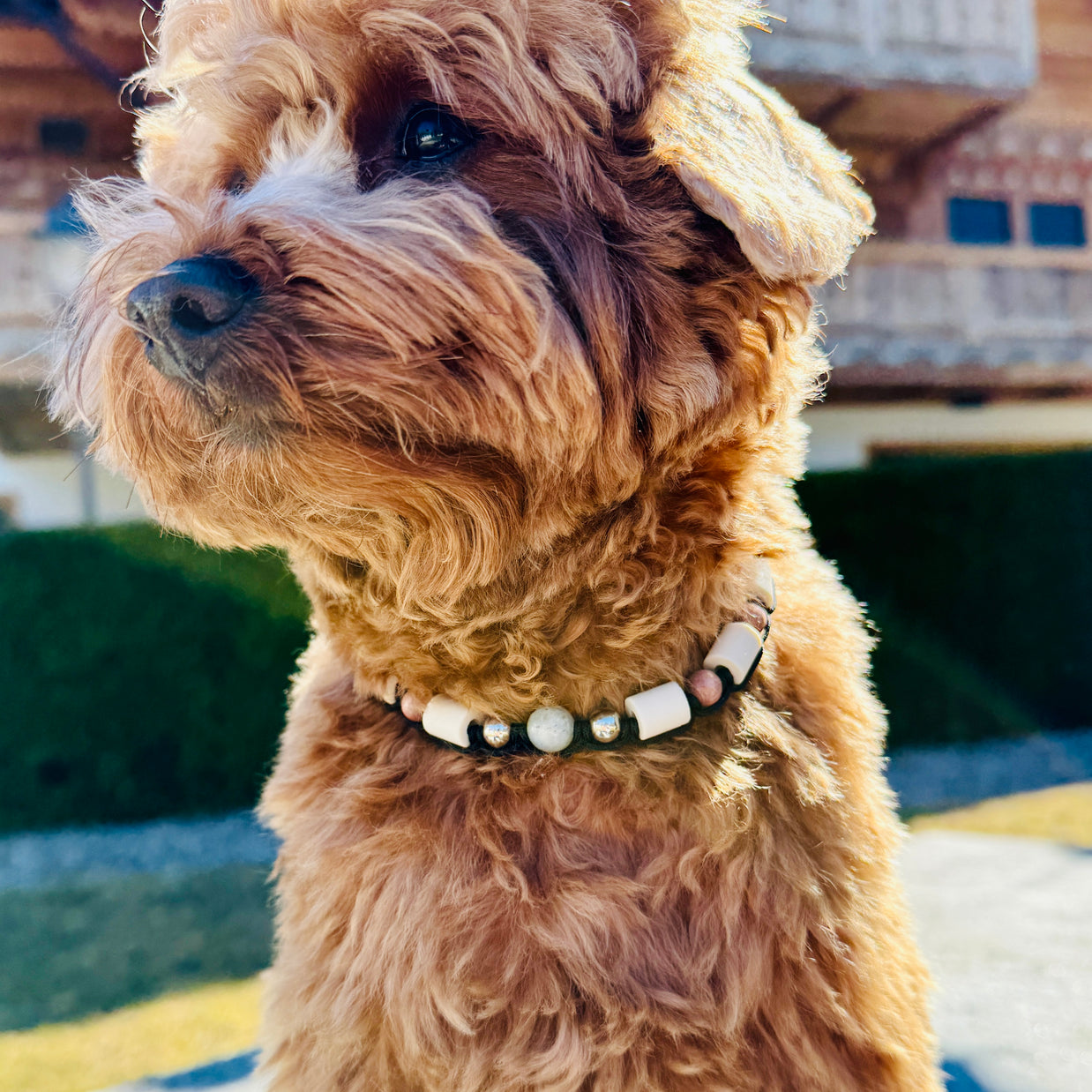 Amazonite EM Ceramic Collar