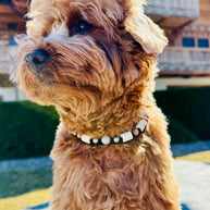 Amazonite EM Ceramic Collar