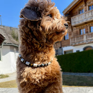 Eagle’s Eye EM Ceramic Collar
