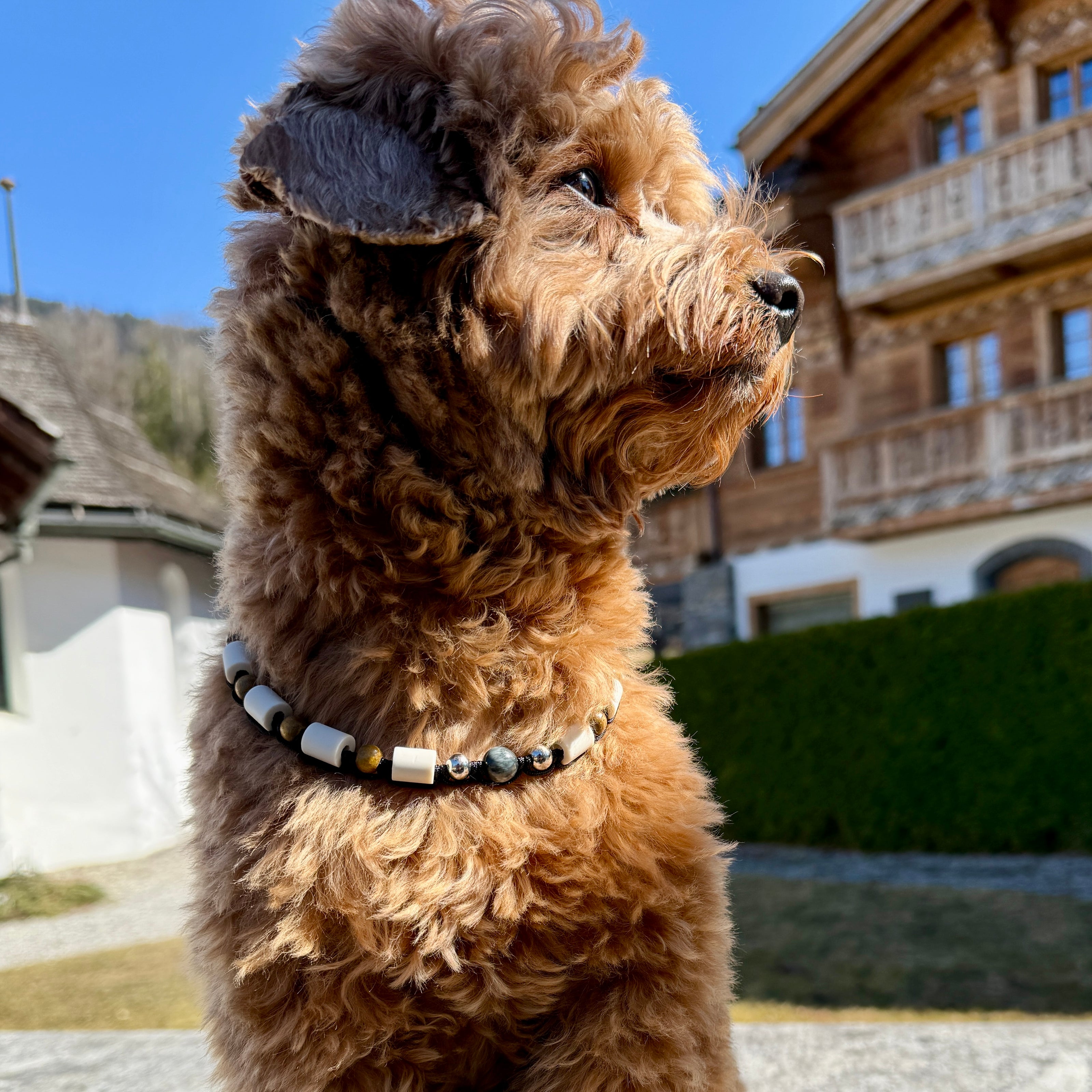 Eagle’s Eye EM Ceramic Collar
